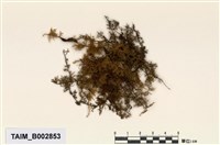 藏品(羽苔屬)的圖片